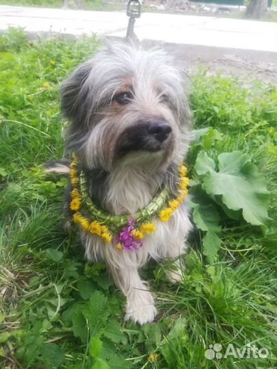 Собака метис не большая в добрые руки