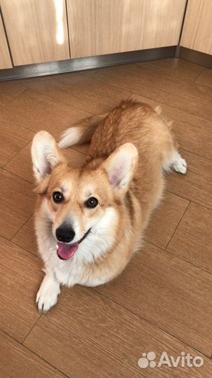 Передержка,уход за животными