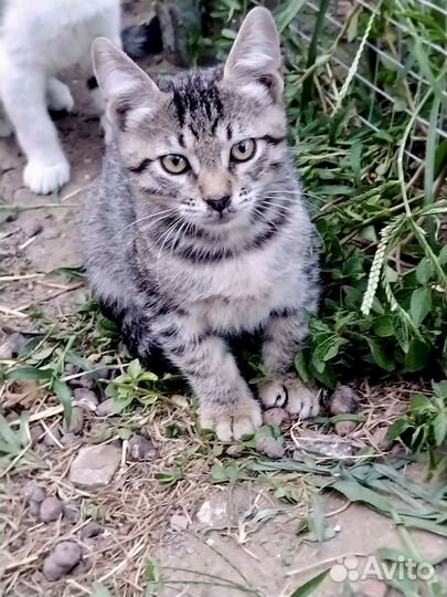 Котята в дар