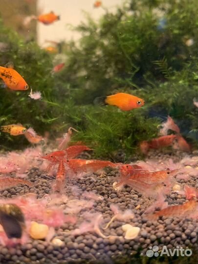 Аквариумные рыбки