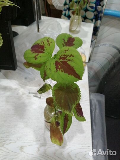 Черенки колеуса 2 шт