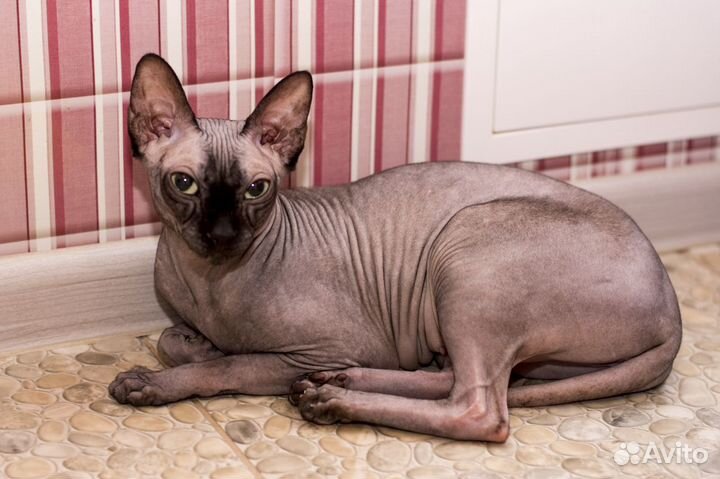 Канадский сфинкс