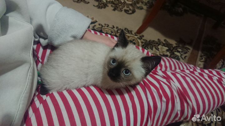 Котенок (2-2,5 месяца)