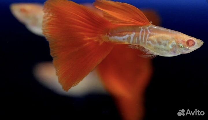 Аквариумные креветки.Гуппи(Чистые линии)