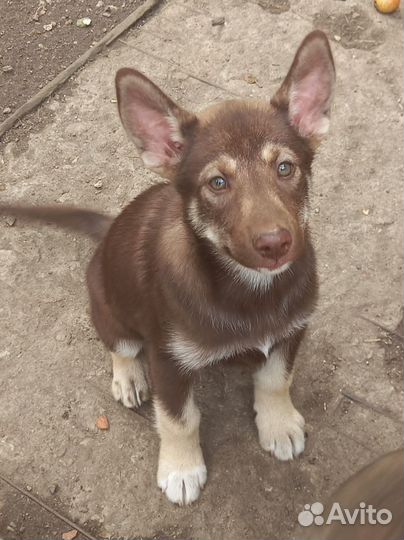 Щенки в добрые руки даром