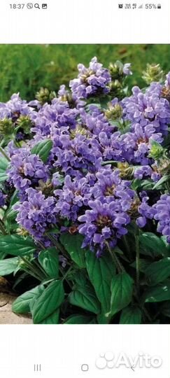 Многолетние цветы