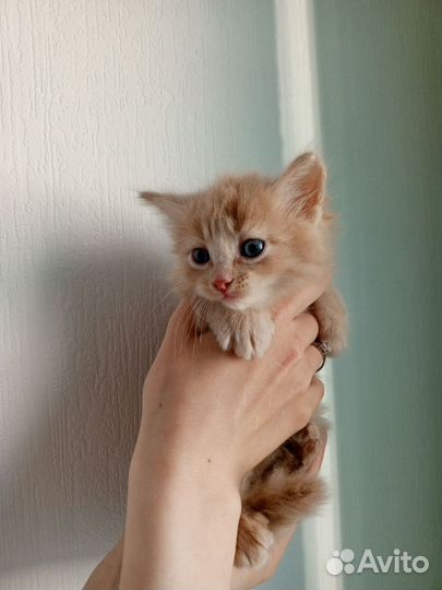 Котята