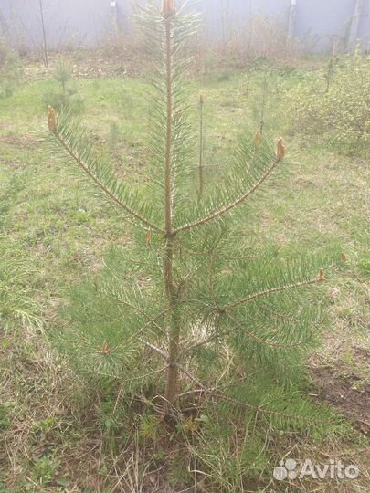 Саженцы сосны