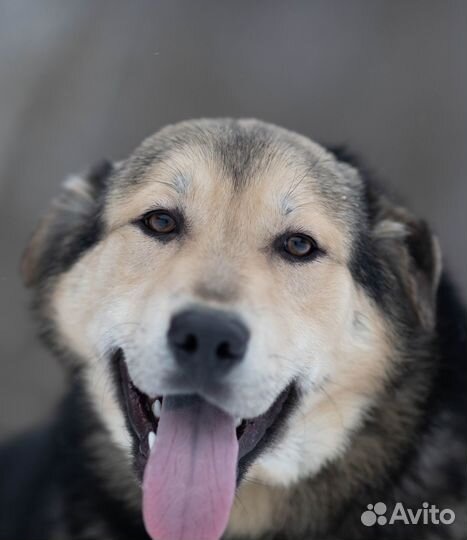 Сладкий плюшка так своих и не нашел