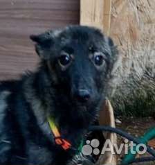 Времени совсем нет нужен дом или передержка