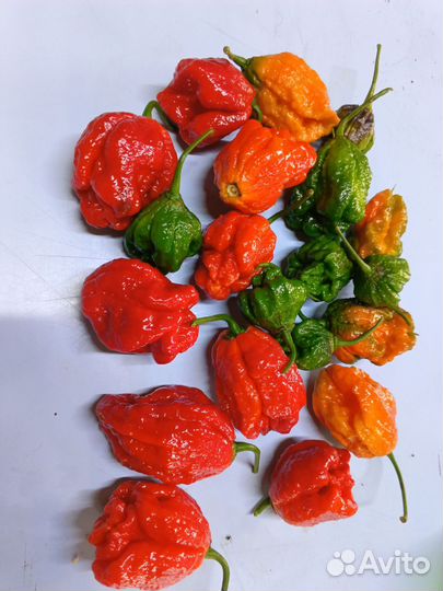 Перец острый 