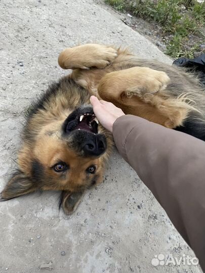 Пёс в добрые руки (кобель)