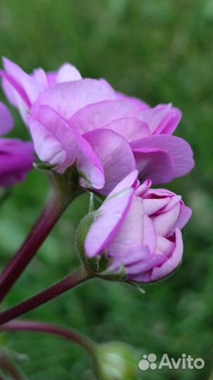Пеларгония Сиреневый Рассвет