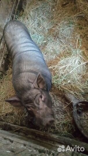 Вьетнамский вислобрюхий хряк