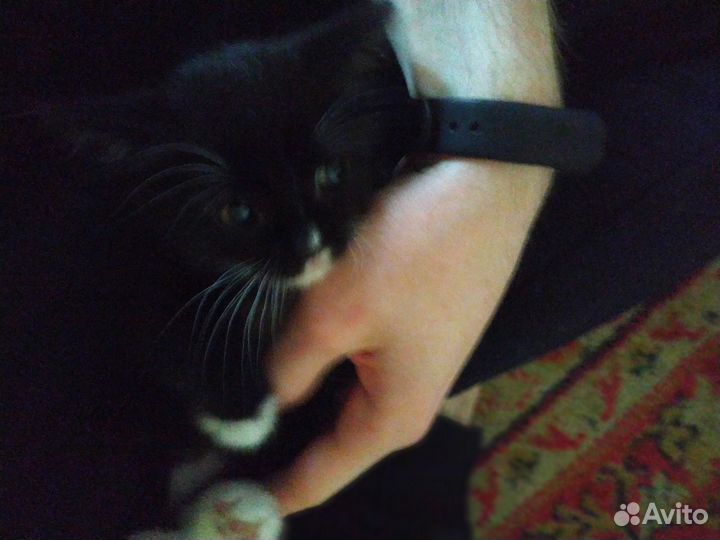 Отдам котика