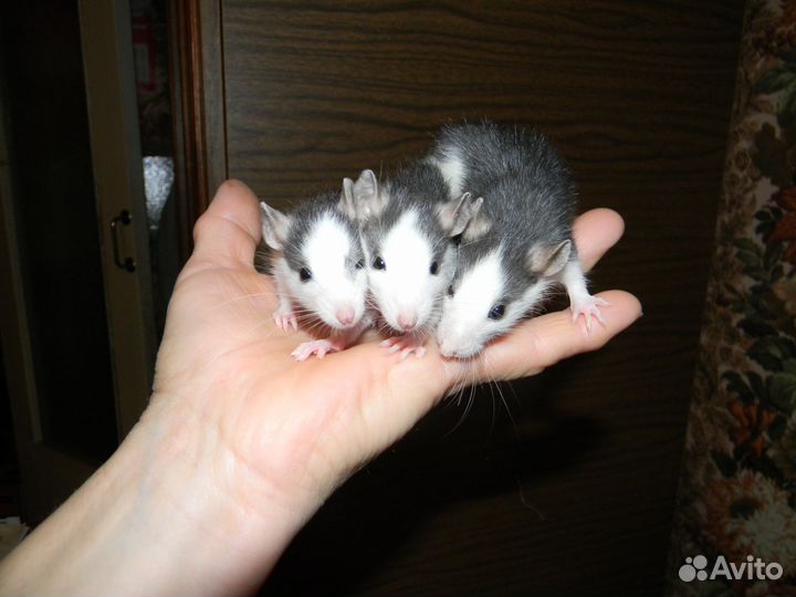 Декоративные крысы