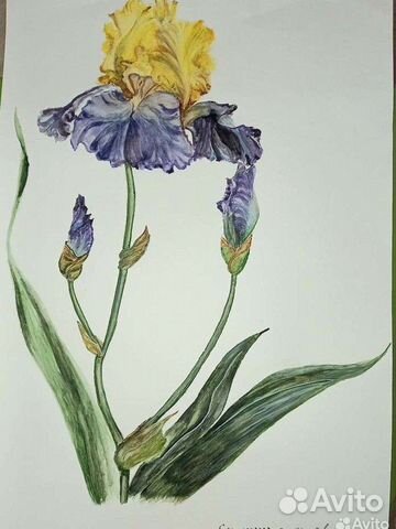 Сказочный ирис картина