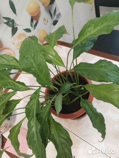 Спатифиллум