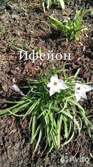 Ифейон. (выскочка)