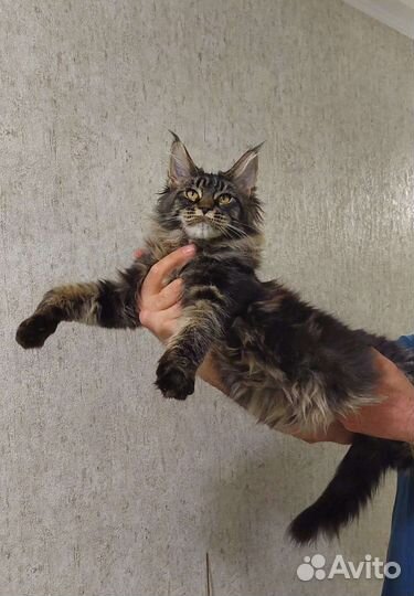 Котята мейнкуна