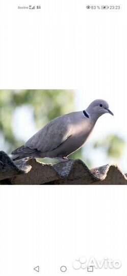 Египетские смеющиеся горлицы