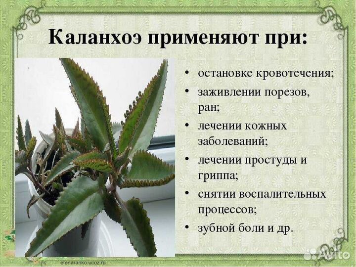 Каланхоэ лечебное безплатно