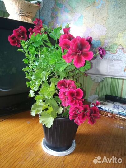 Комнатные цветы