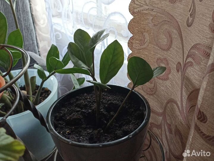 Продам цветы комнатные