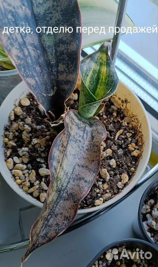 Домашние растения