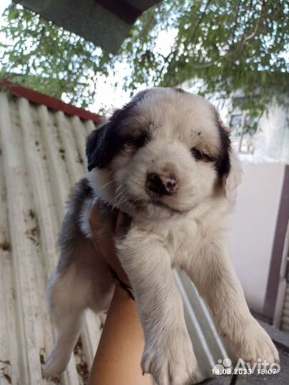 Щенки дворняжки бесплатно