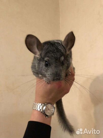 Шиншилла шиншилки
