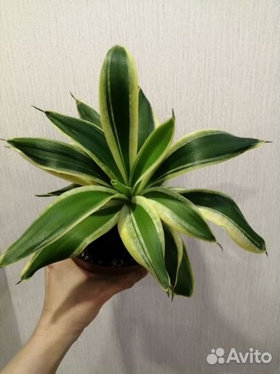 Сансевьерия крео