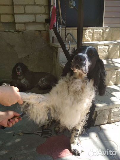 Русский спаниель