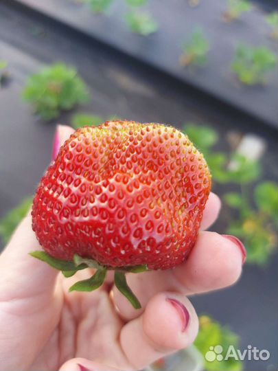 Рассада клубники