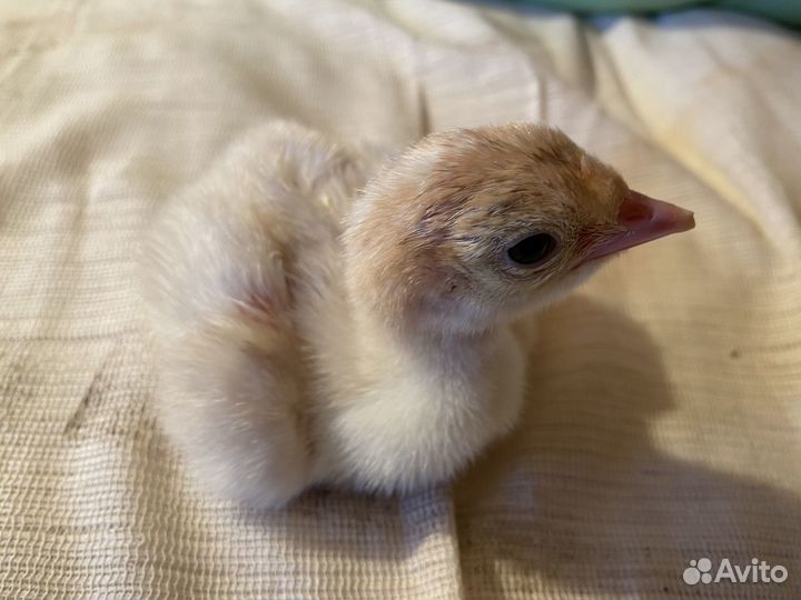 Индюшата суточные. Бройлеры подрощенные