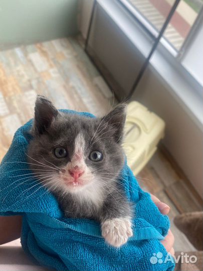 Ласковый котенок в добрые руки