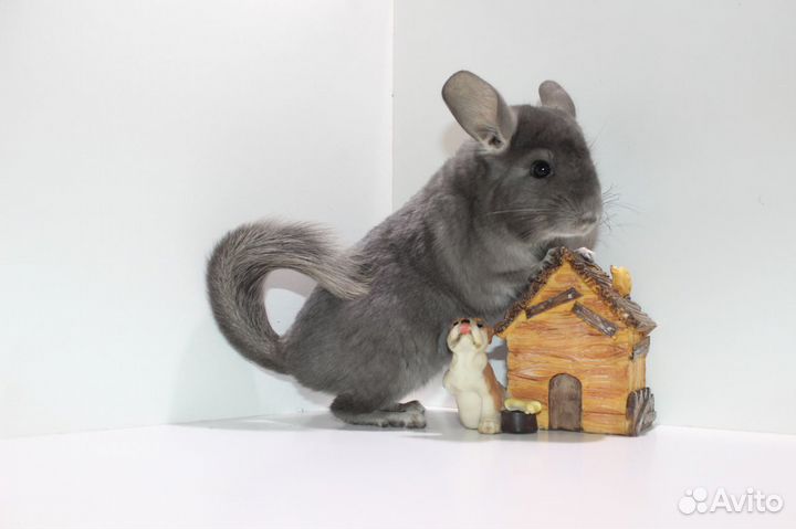 Шиншилла фиолет мальчики
