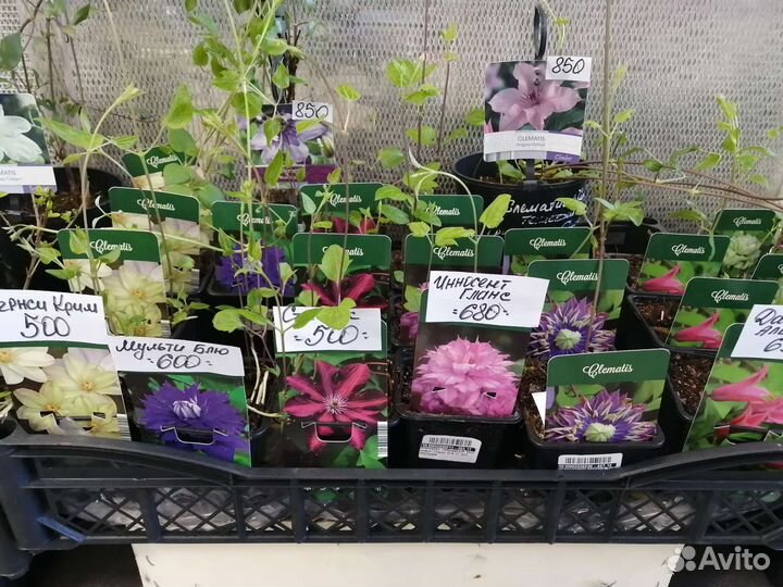 Гортензия, голубика, жимолость, клюква роза, пион