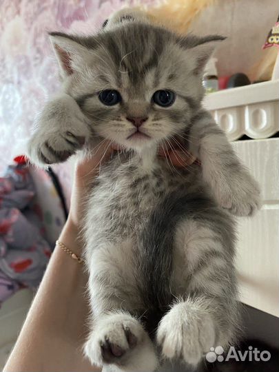 Британские котята