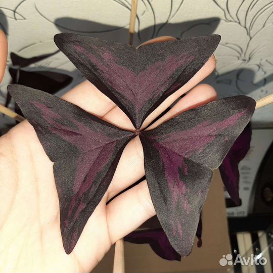 Кислица оксалис