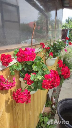 Пеларгония герань