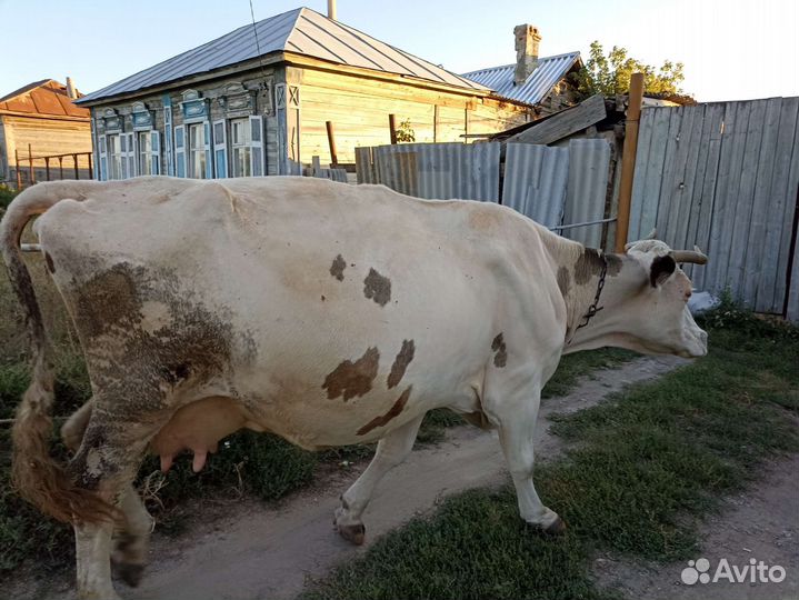 Коровы быки телки