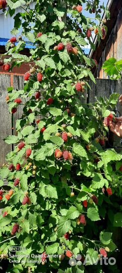 Саженцы плодовых кустарников