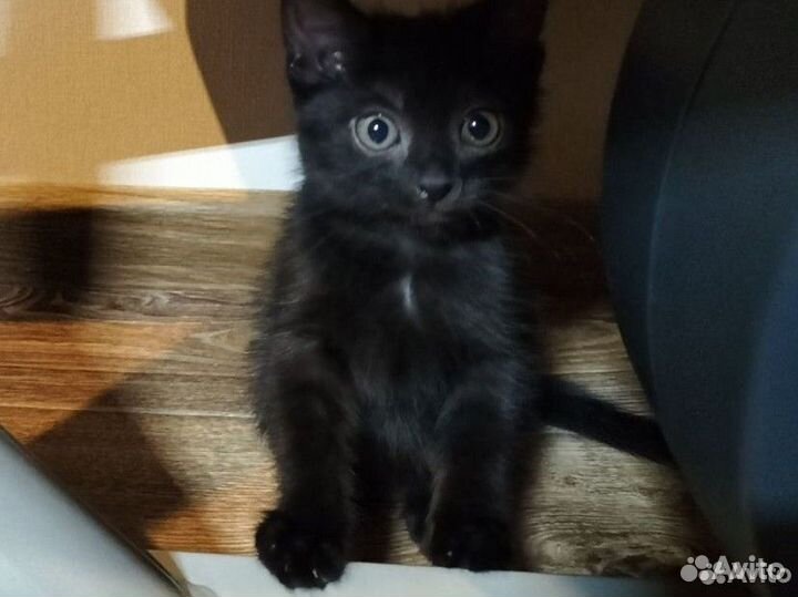 Котенок девочка в дар