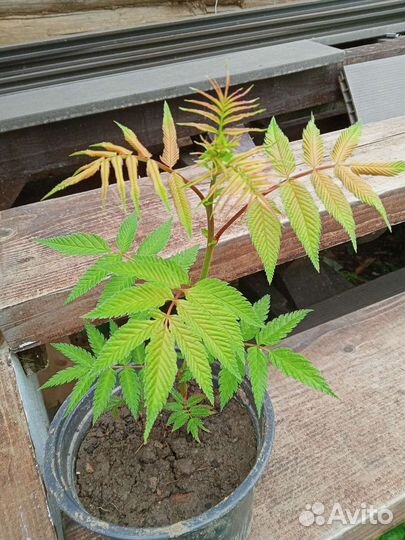 Многолетние растения