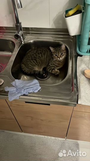 Одам бесплатно кошку