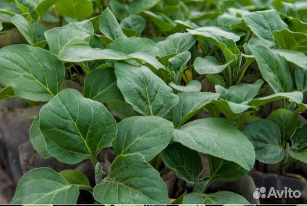 Саженцы калины бульдонеж и цветы многолетники