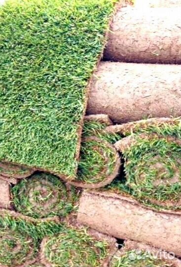 Рулонный газон