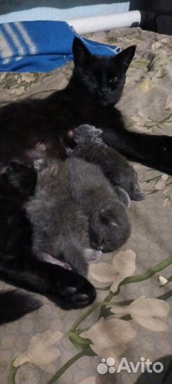 Котята в добрые руки даром бесплатно