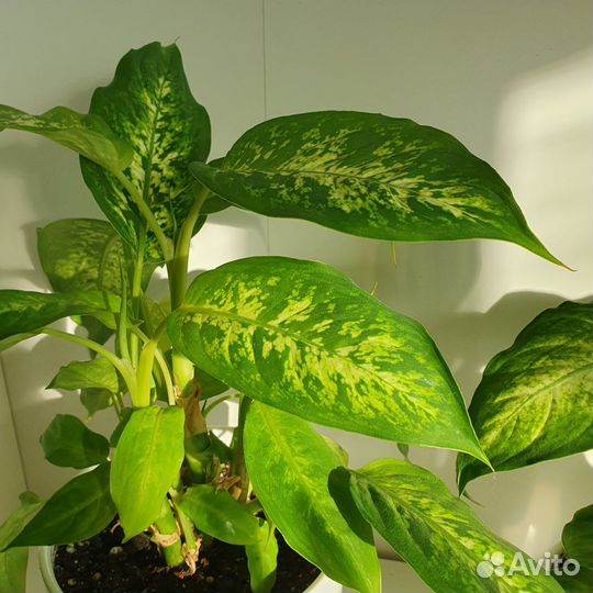 Диффенбахия